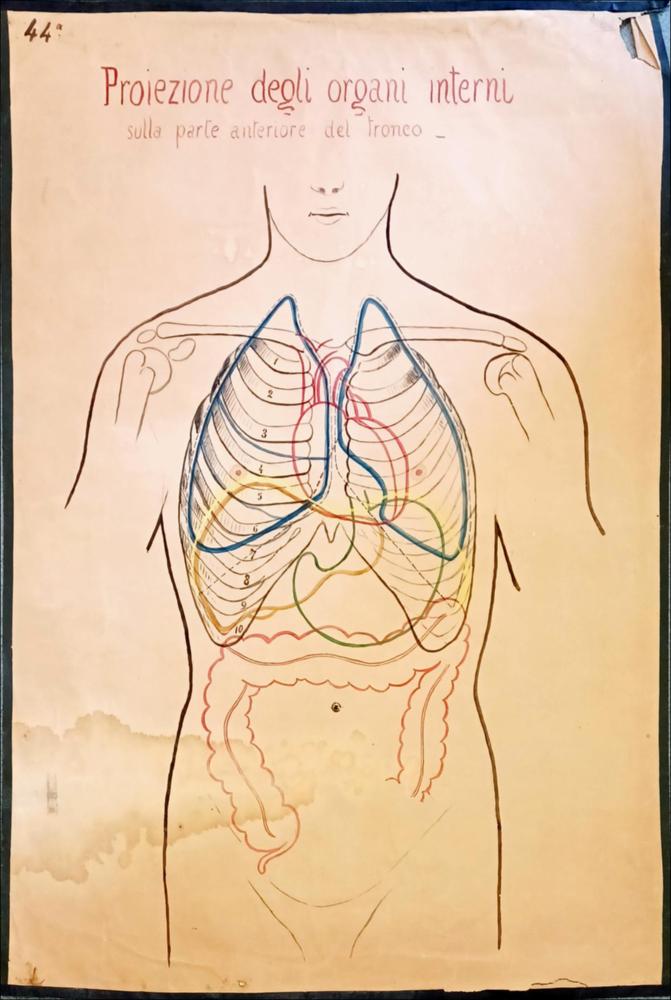 Proiezione degli organi interni sulla parte anteriore del tronco